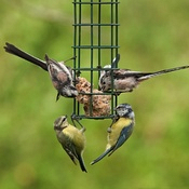 BIRDCARE
