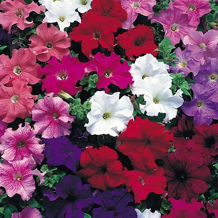 Summer Bedding Plants Pack - Image