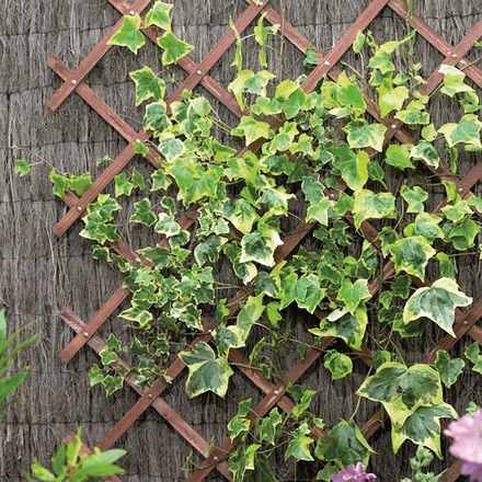 1.8 x 0.6m Green Trellis Expanding - Image