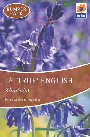 Bulk Bluebells Spring Flowering - Image