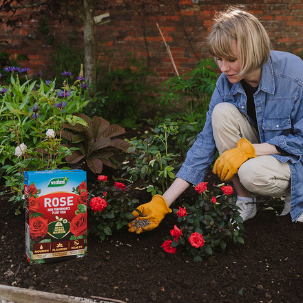 Westland Rose Enriched Horse Manure Plant Food 3kg 20100234 Lifestyle_1