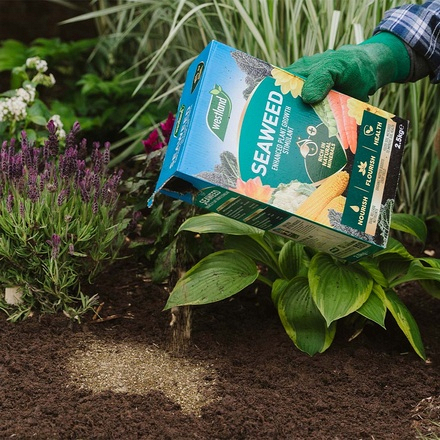 Westland Seaweed Enhanced 2.5kg 20600041 Lifestyle_5