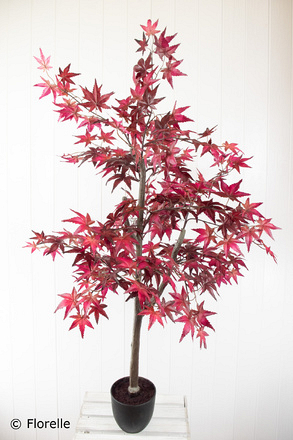 Florelle Artificial Maple Leaf Tree, 120cm - Image