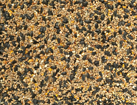 WBF-1