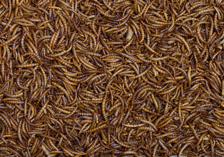 WORM12-1